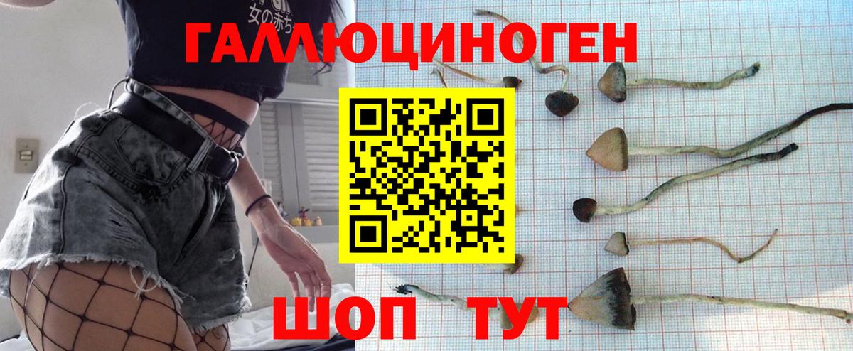Арзамас  Псилоцибиновые грибы Psilocybine cubensis  Вход с VPN 